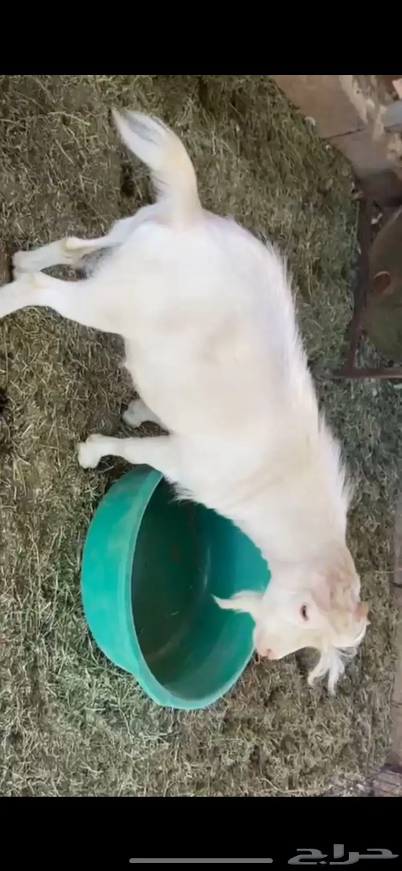 للبيع 2