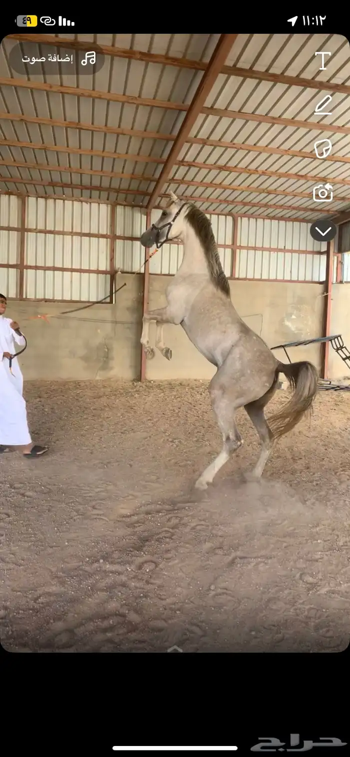 حصان عربي تم البيع 2