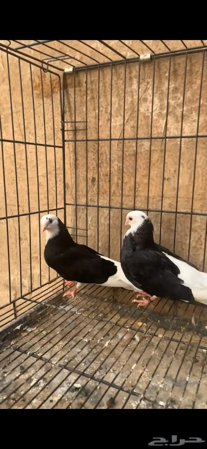 حمام دونك اليوناني 5