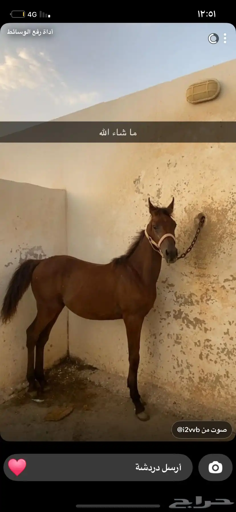 مهر عمره خمسة شهور 3