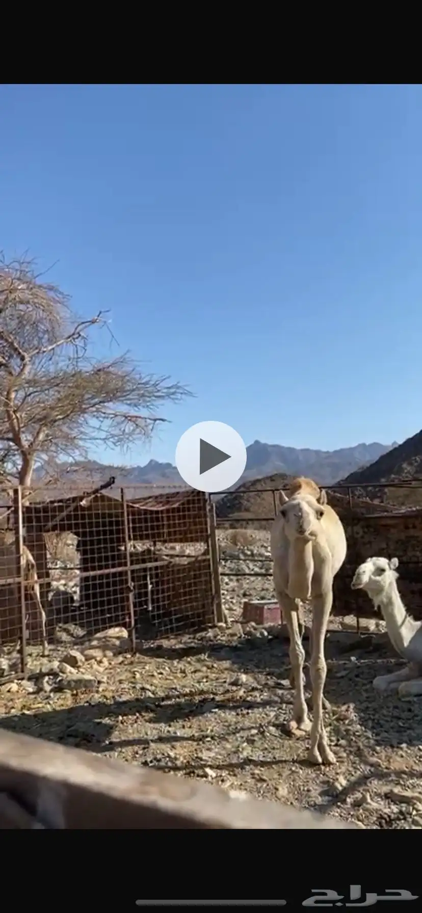 حايل تلقح ب الثالث سودانيه وامها حره 0