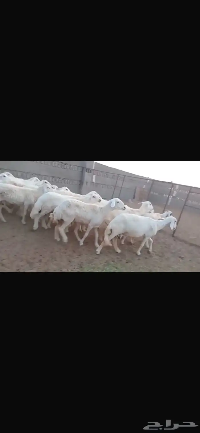 غنم للبيع 2