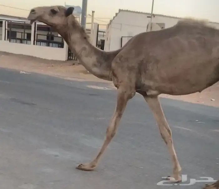 مفروده طيبه بيع 5500 تم البيع 4