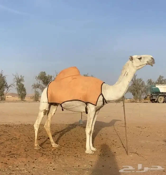 ناقاه ضروباه 1
