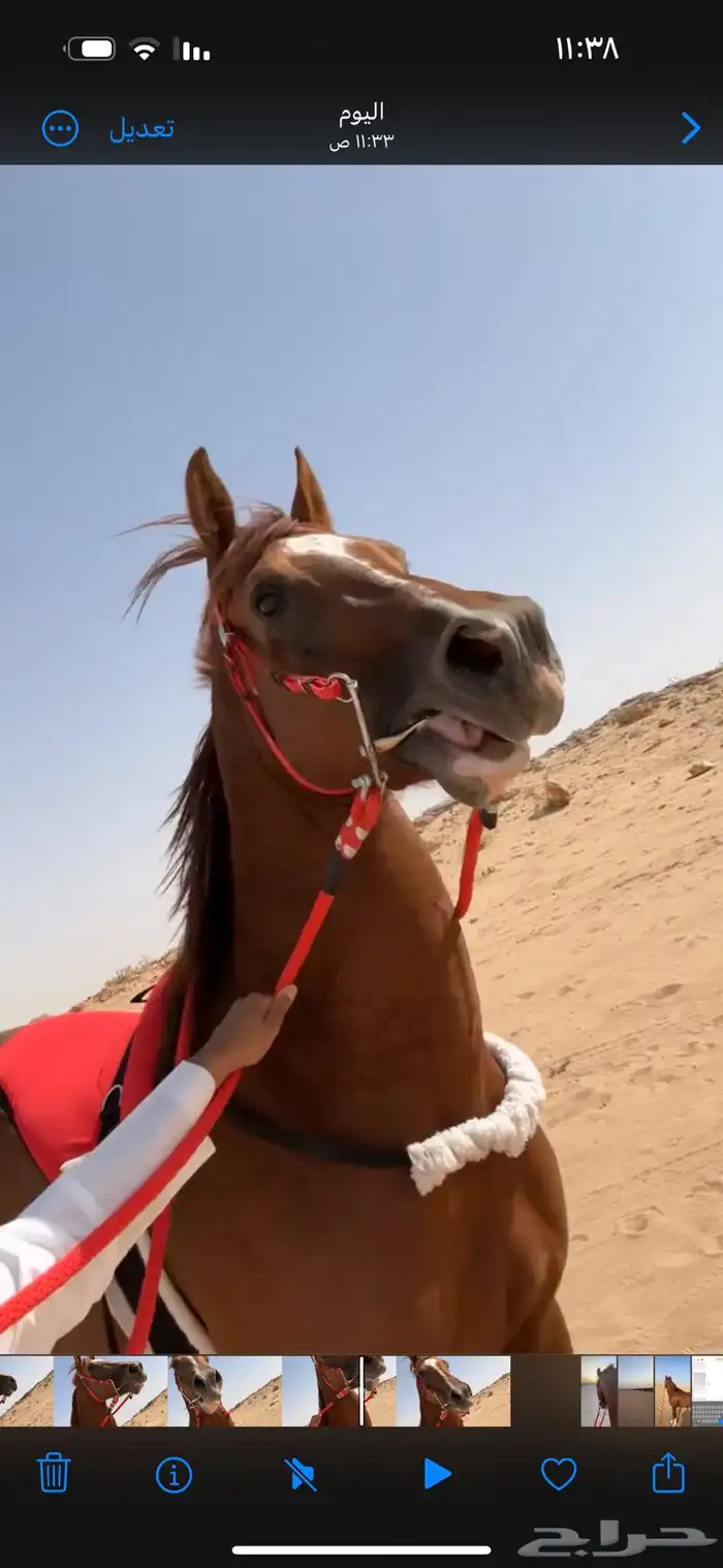 حصان شعبي من خيول نجران 3
