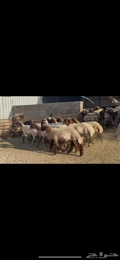 جذعات صنف الصنف . 11