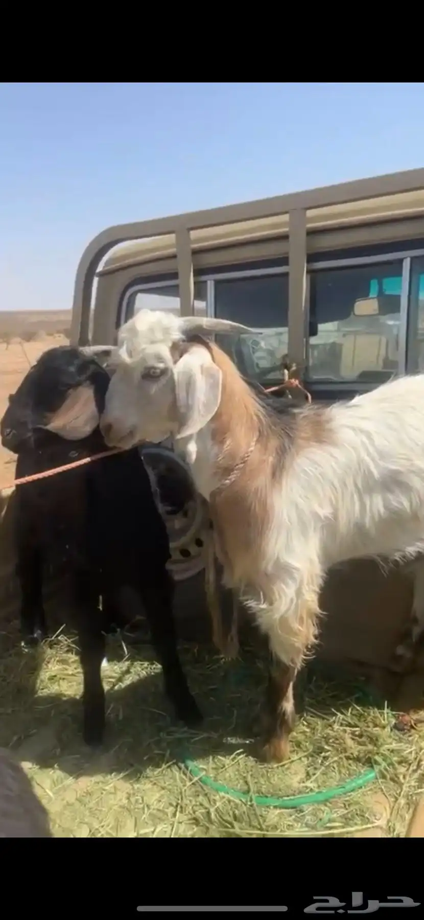 اتيوس مشاء الله كفو جدا فل 0