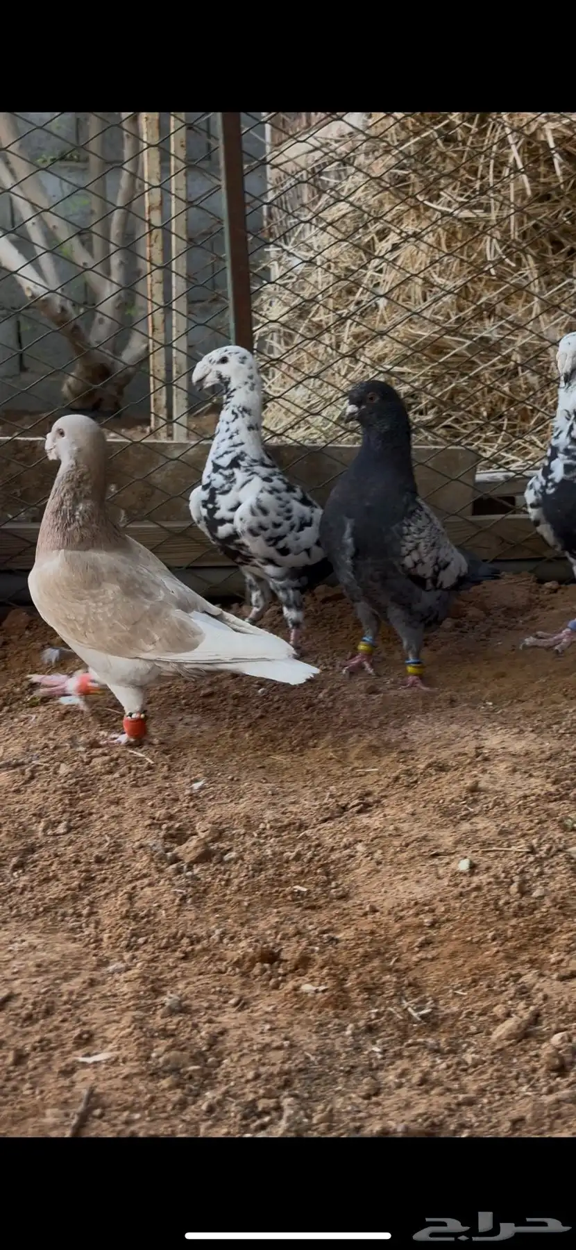 طيور مشكله شاميه وزينه 5