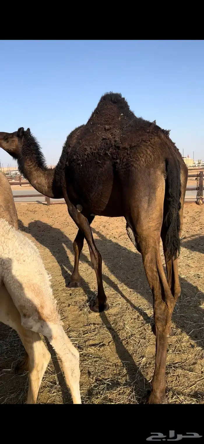 بكره ثنيه مجهم 0