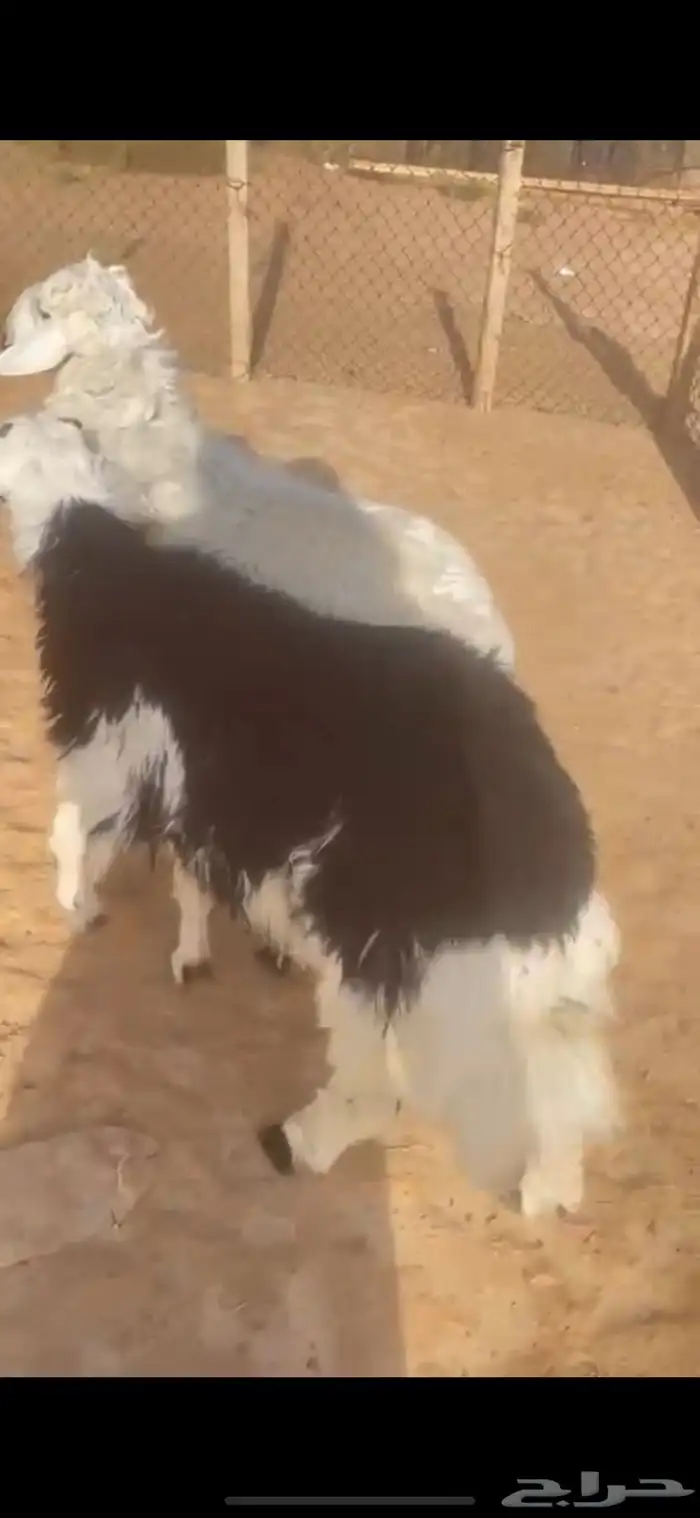 ذبايح حري ونجدي الخرج 2