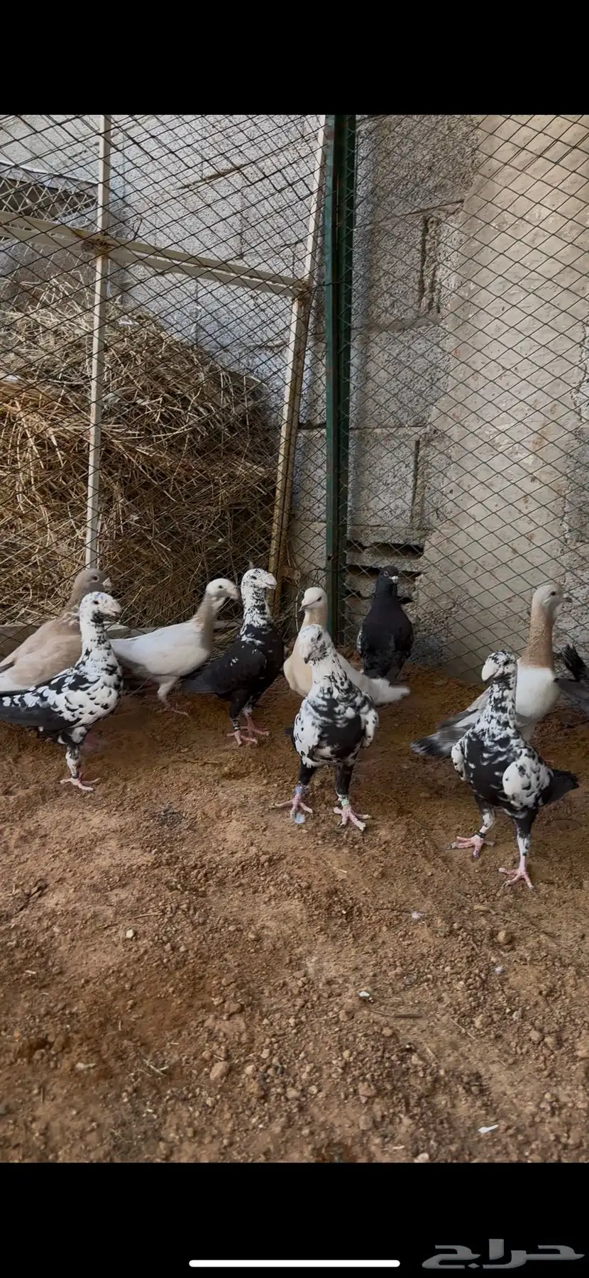 طيور مشكله شاميه وزينه 6