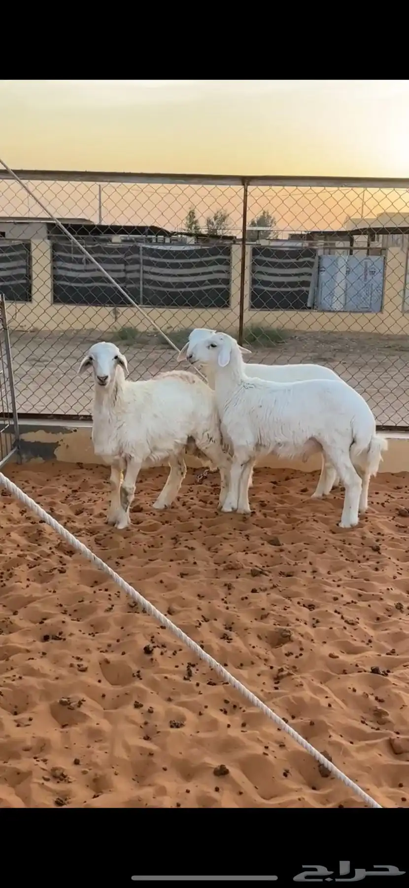طليان حري 2