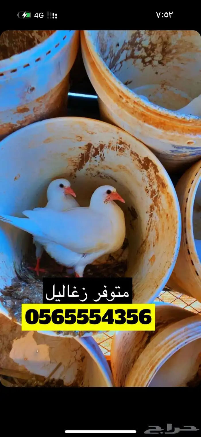 زغاليل فرنسي 4