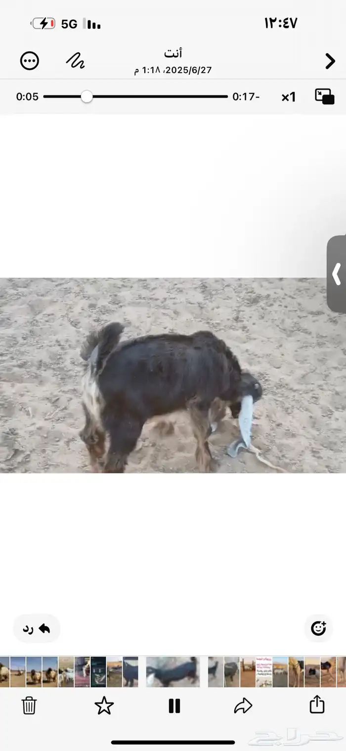 للبيع اربع تيوس وثلاث جفار عمار ثلاث اشهر ونص 13