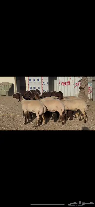 جذعات صنف الصنف . 0