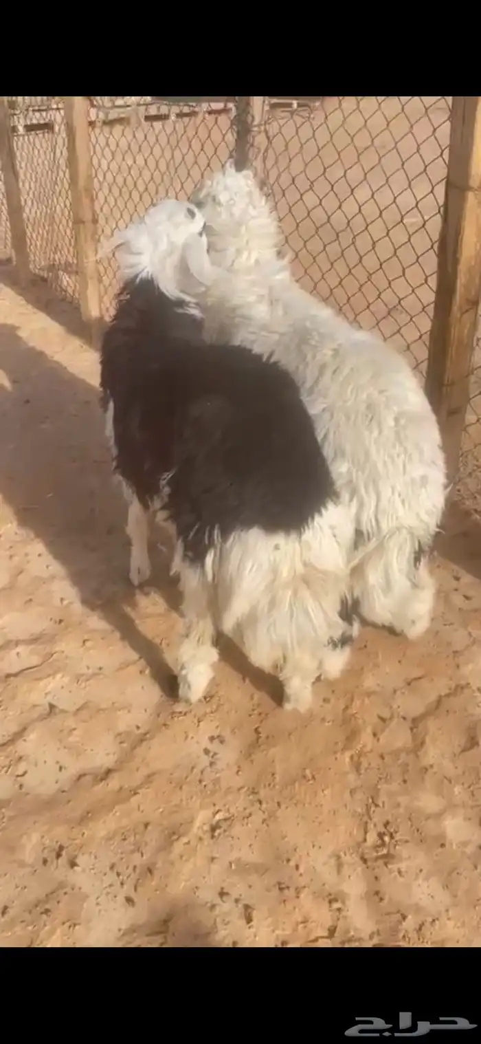 ذبايح حري ونجدي الخرج 3