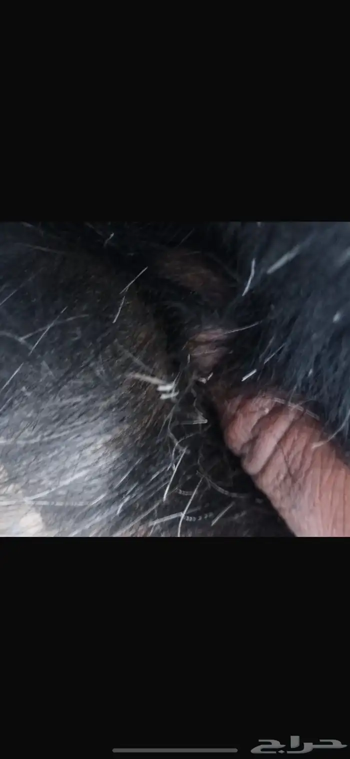 معزا بدويات حوى سديس حيل 5