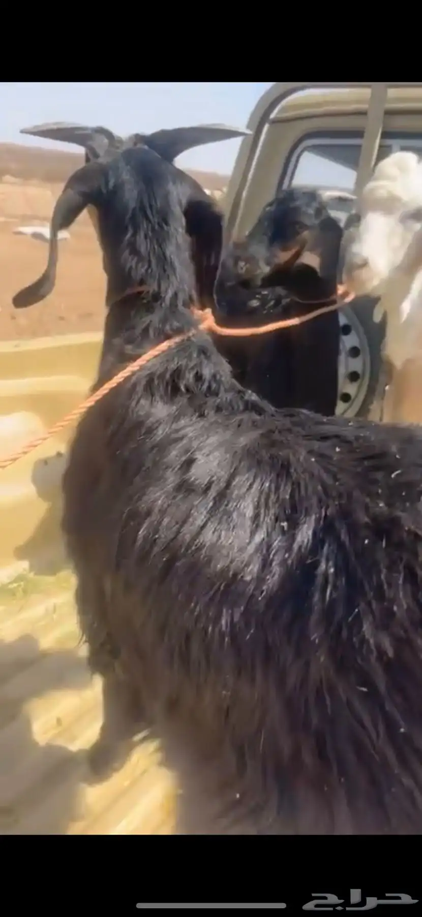 اتيوس مشاء الله كفو جدا فل 1