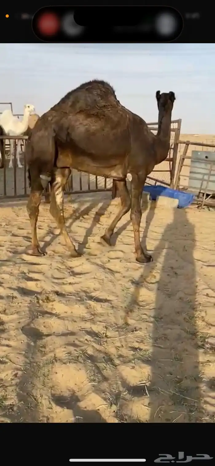 قعود كفووو للبيع رقم الجوآل 0