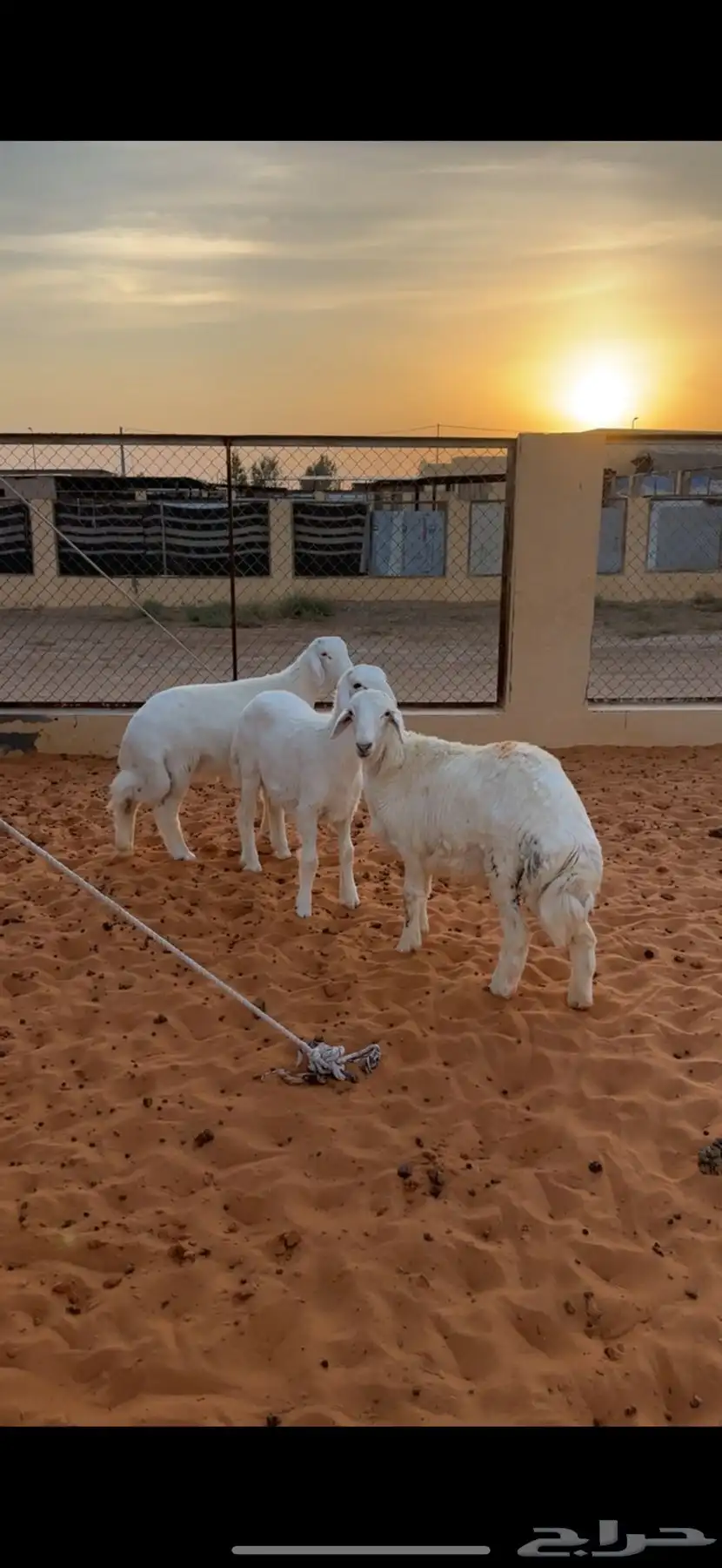 طليان حري 0