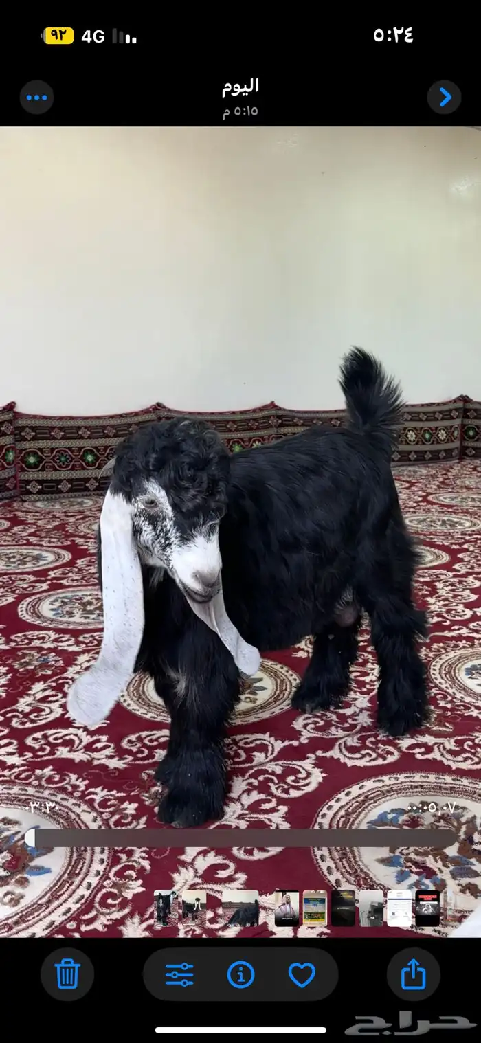 تيس عارضي صنف معرف للبيع 2