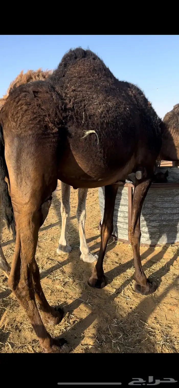 بكره ثنيه مجهم 2
