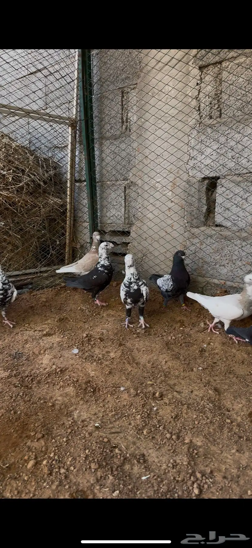 طيور مشكله شاميه وزينه 3