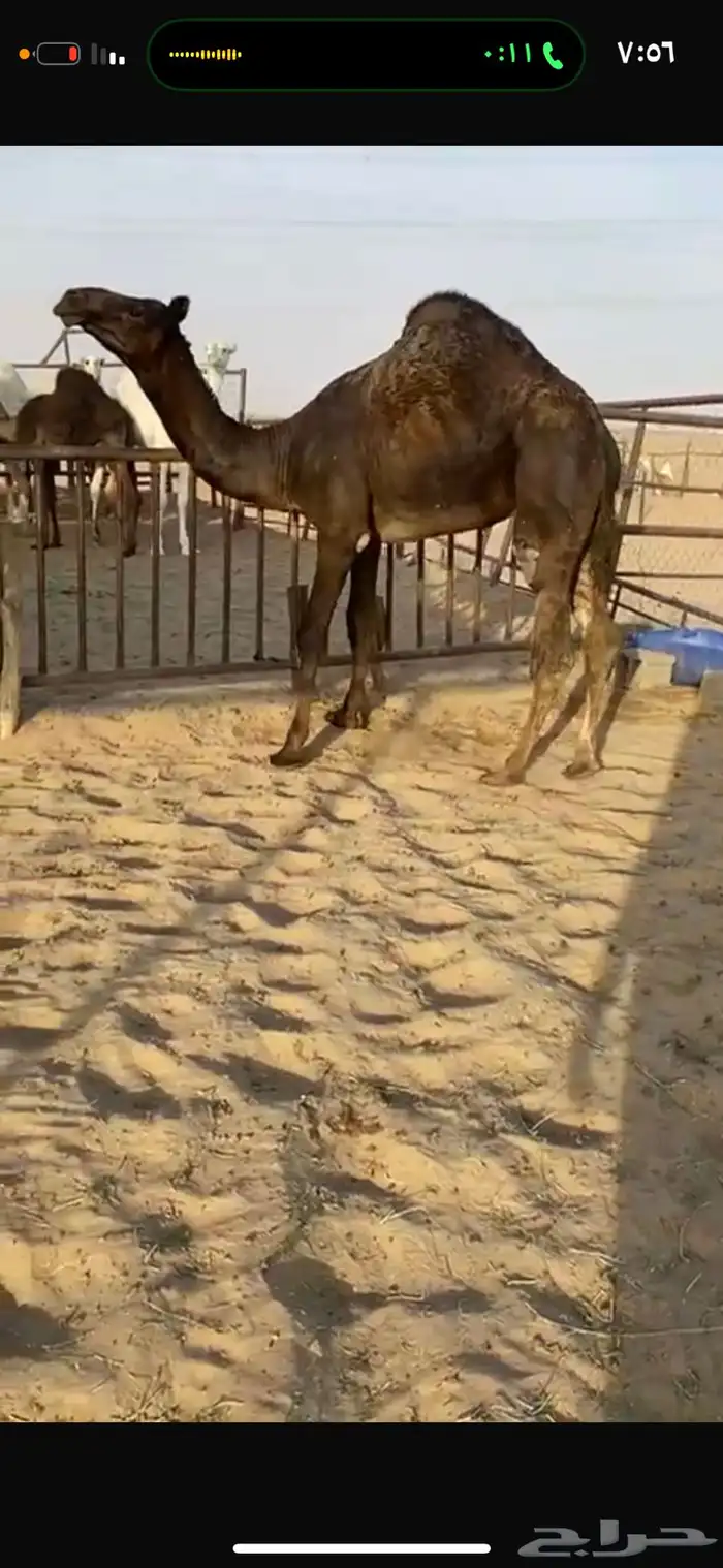 قعود كفووو للبيع رقم الجوآل 1