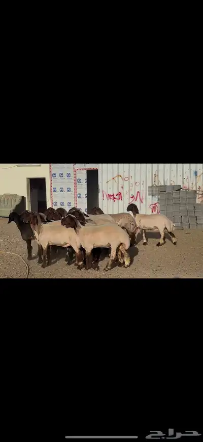 جذعات صنف الصنف . 1
