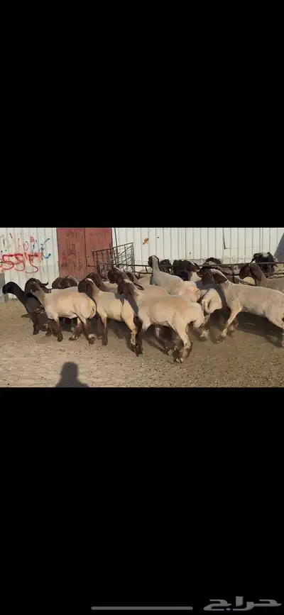 جذعات صنف الصنف . 2