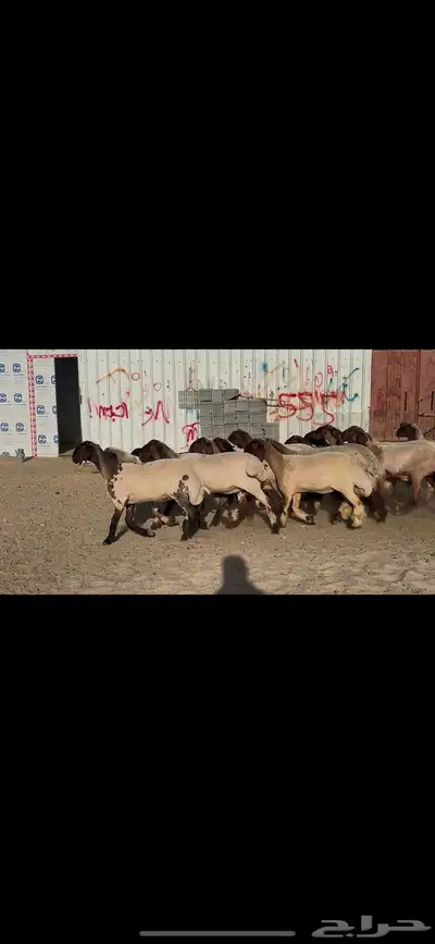 جذعات صنف الصنف . 8