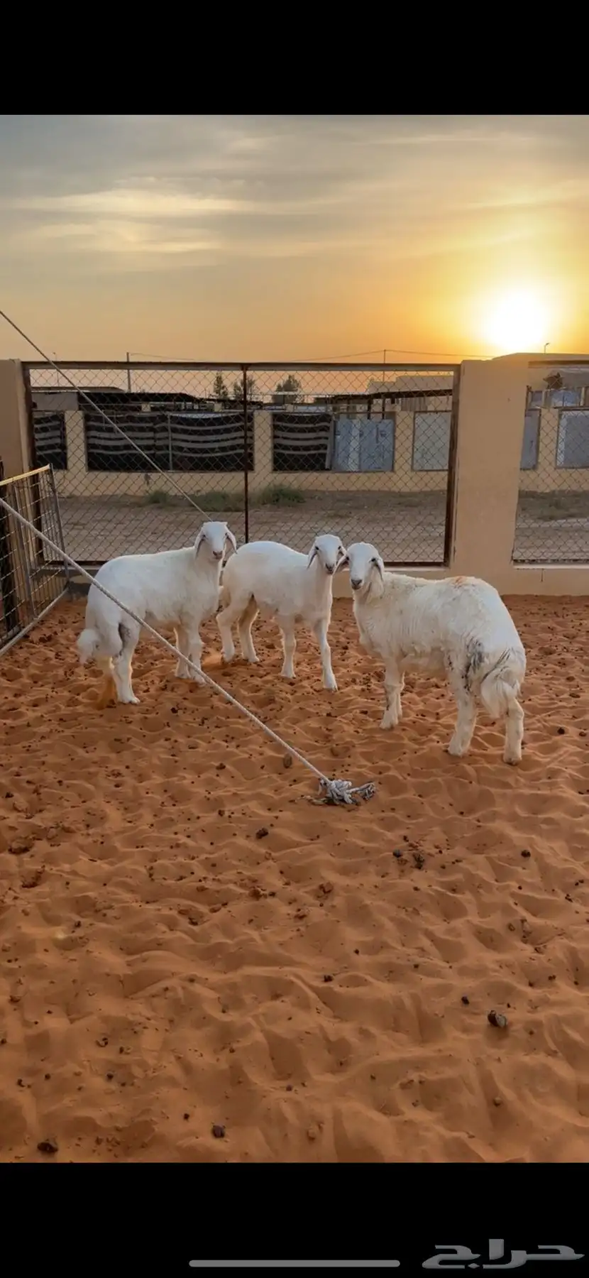 طليان حري 3