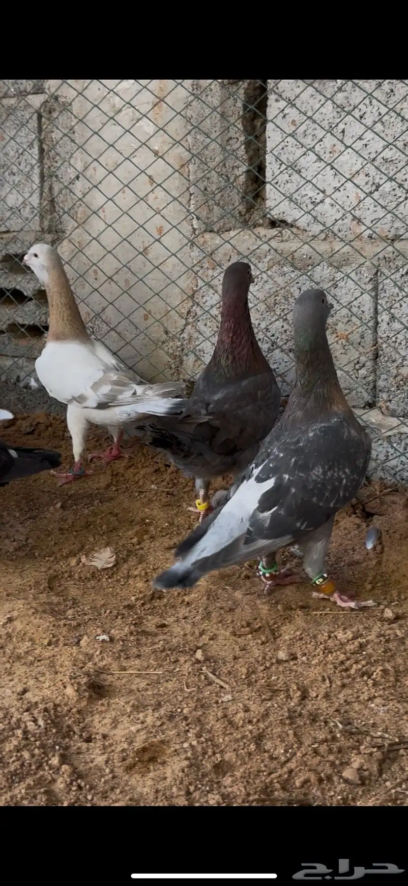طيور مشكله شاميه وزينه 4