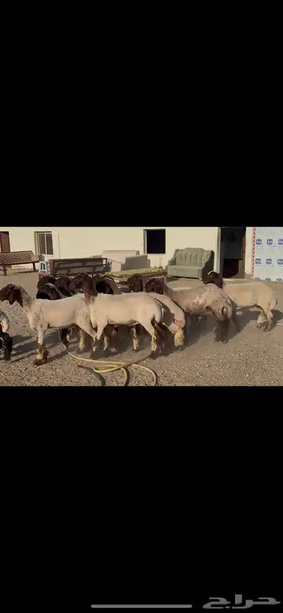 جذعات صنف الصنف . 10