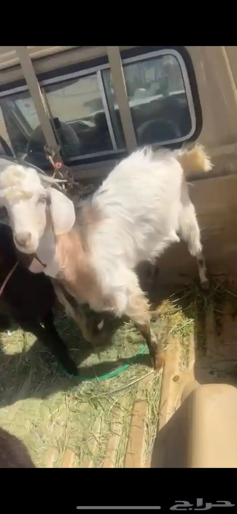 اتيوس مشاء الله كفو جدا فل 2
