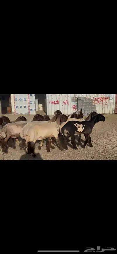جذعات صنف الصنف . 9