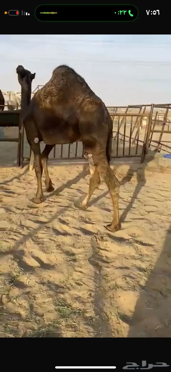 قعود كفووو للبيع رقم الجوآل 2
