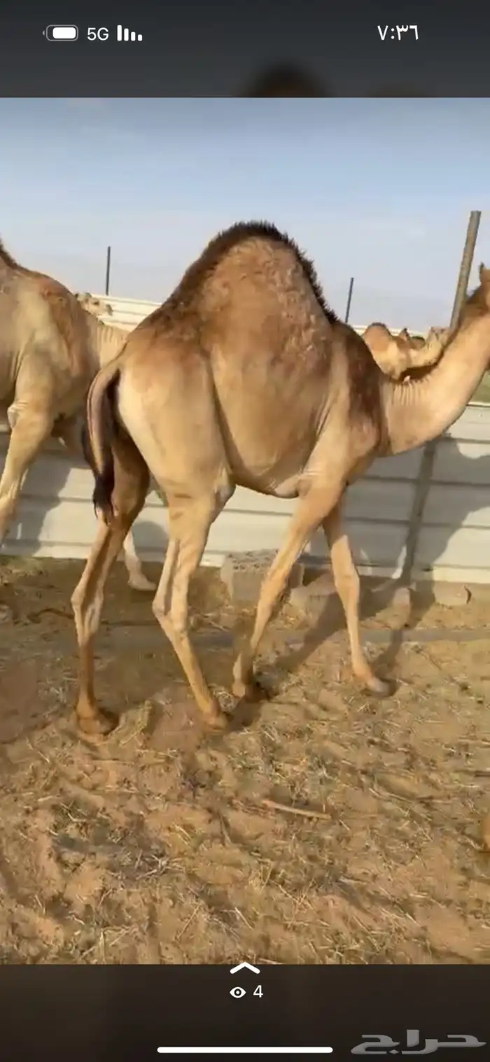 قعدان فل الفل 0