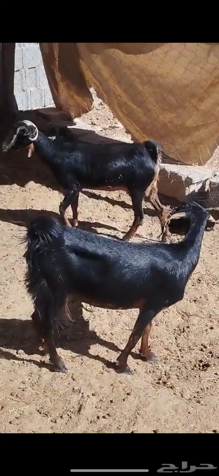 معزا بدويات حوى سديس حيل 3