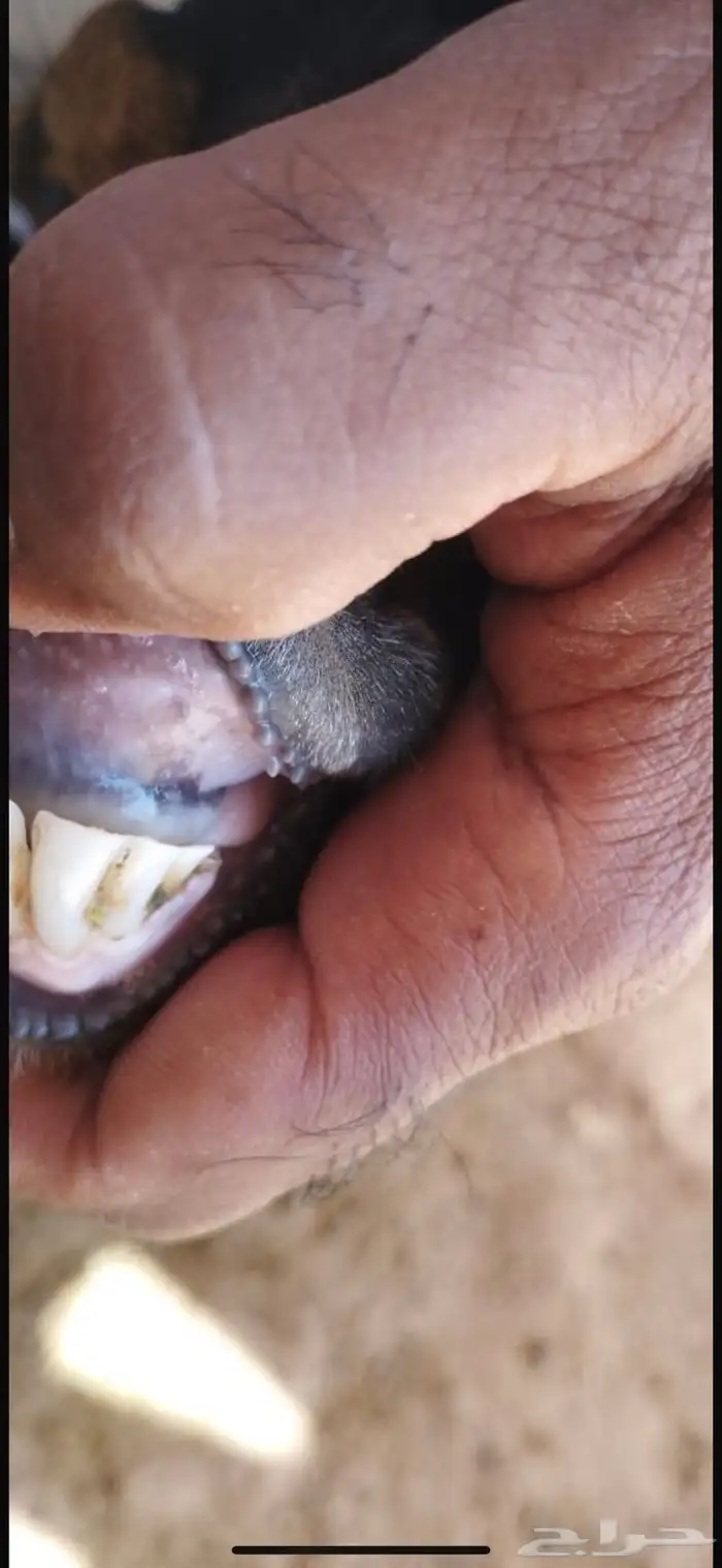 معزا بدويات حوى سديس حيل 4