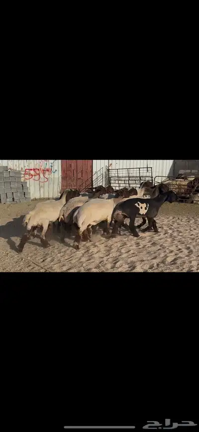 جذعات صنف الصنف . 5