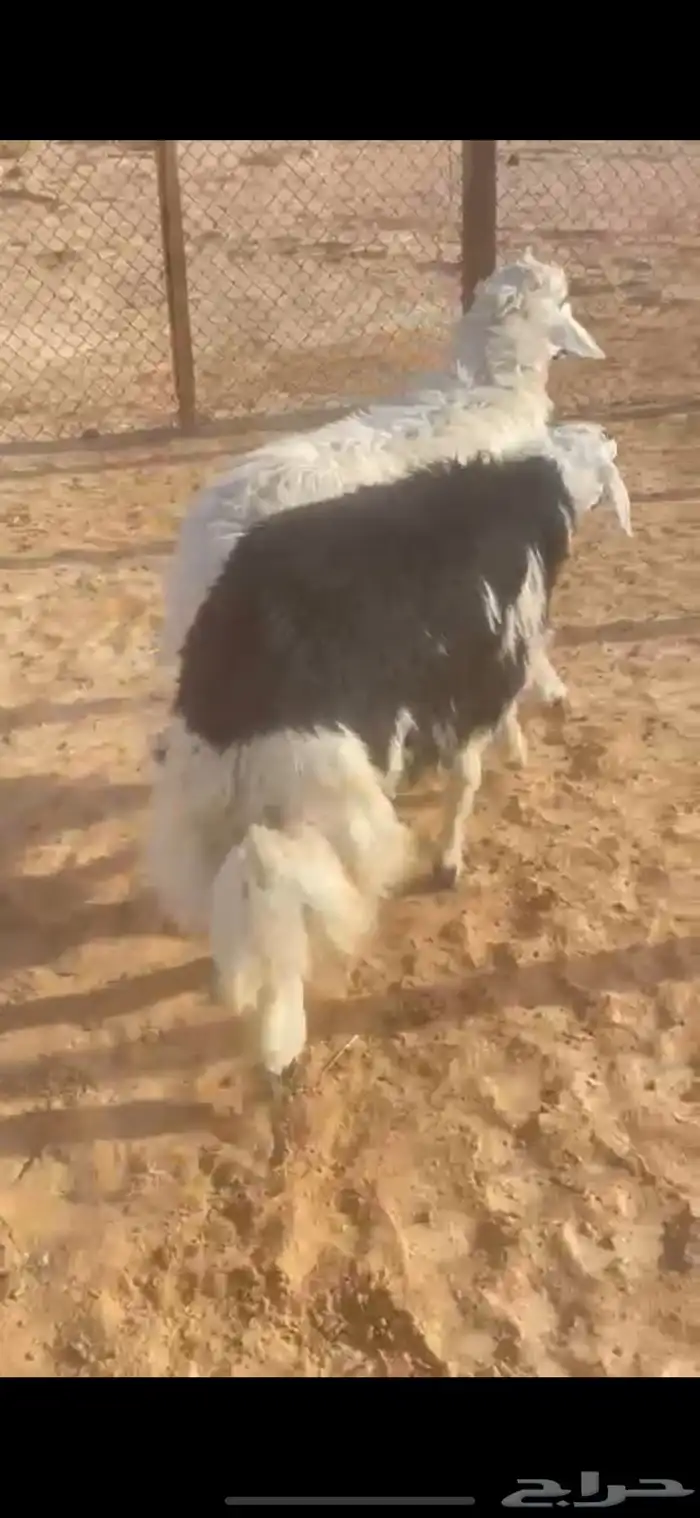 ذبايح حري ونجدي الخرج 0