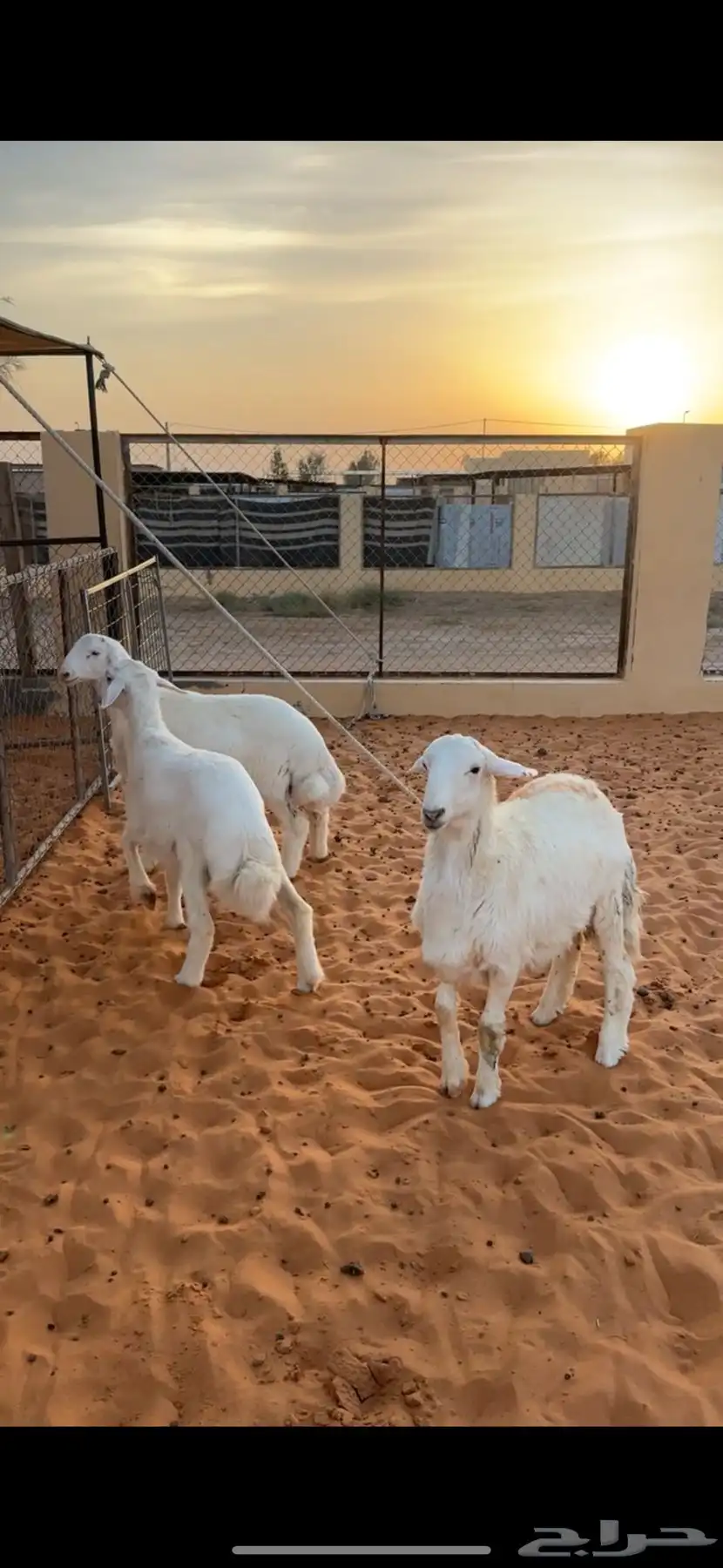 طليان حري 1