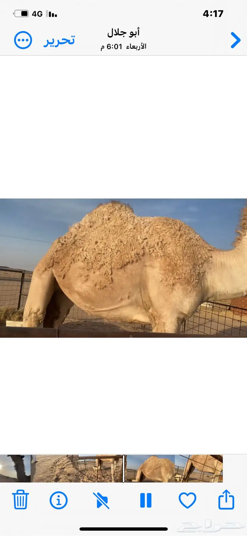 للبيع بكره جذعه طيبه شقحاء سليمه شرط 0