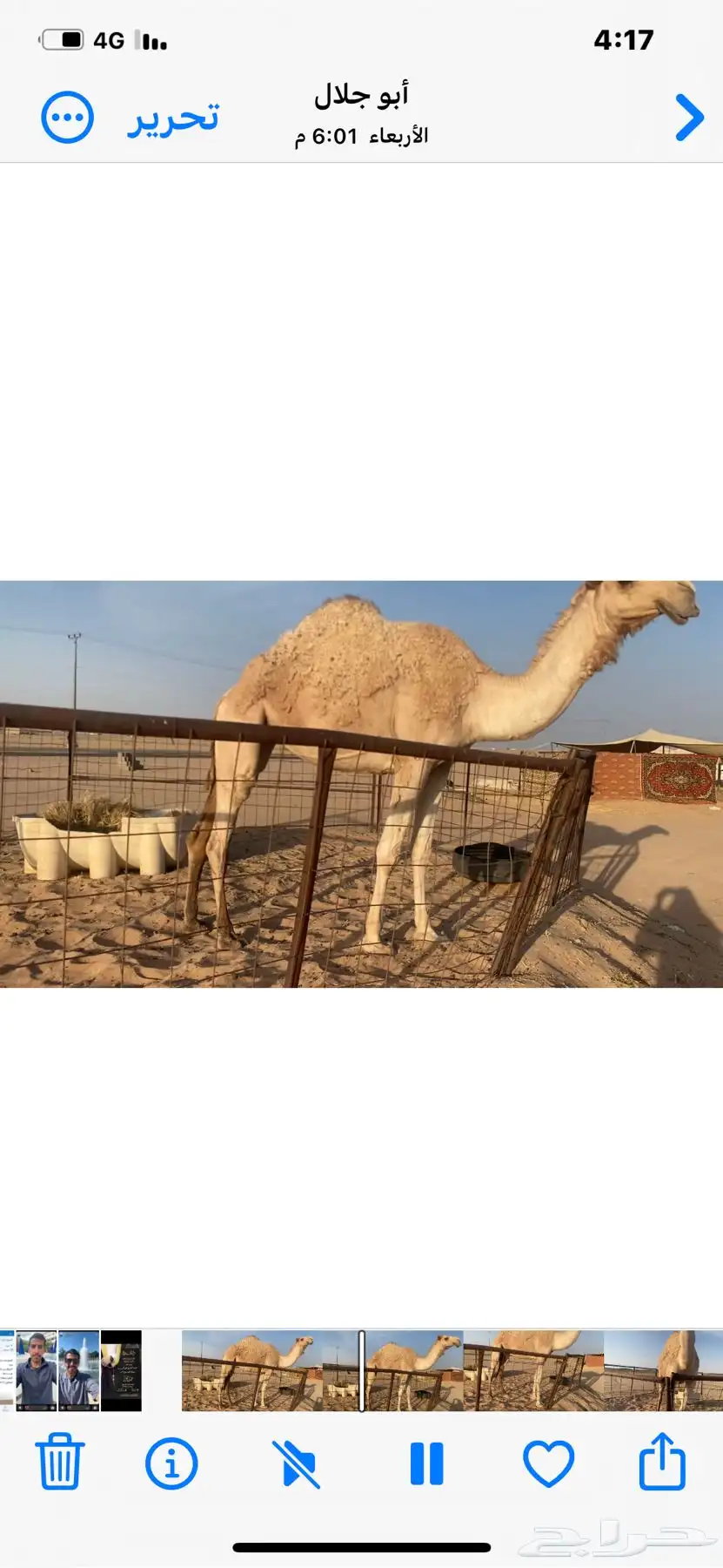 للبيع بكره جذعه طيبه شقحاء سليمه شرط 2