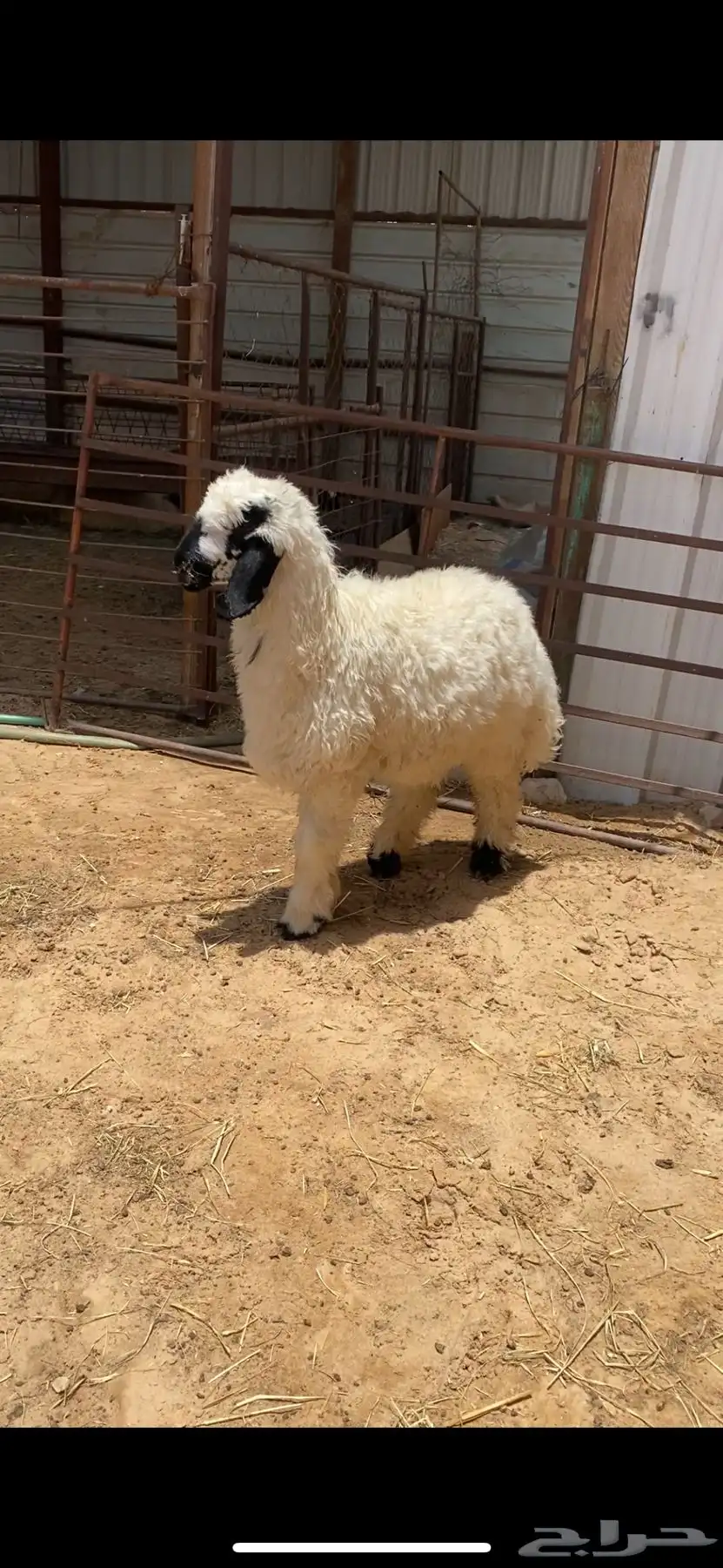 خروف عربي 0