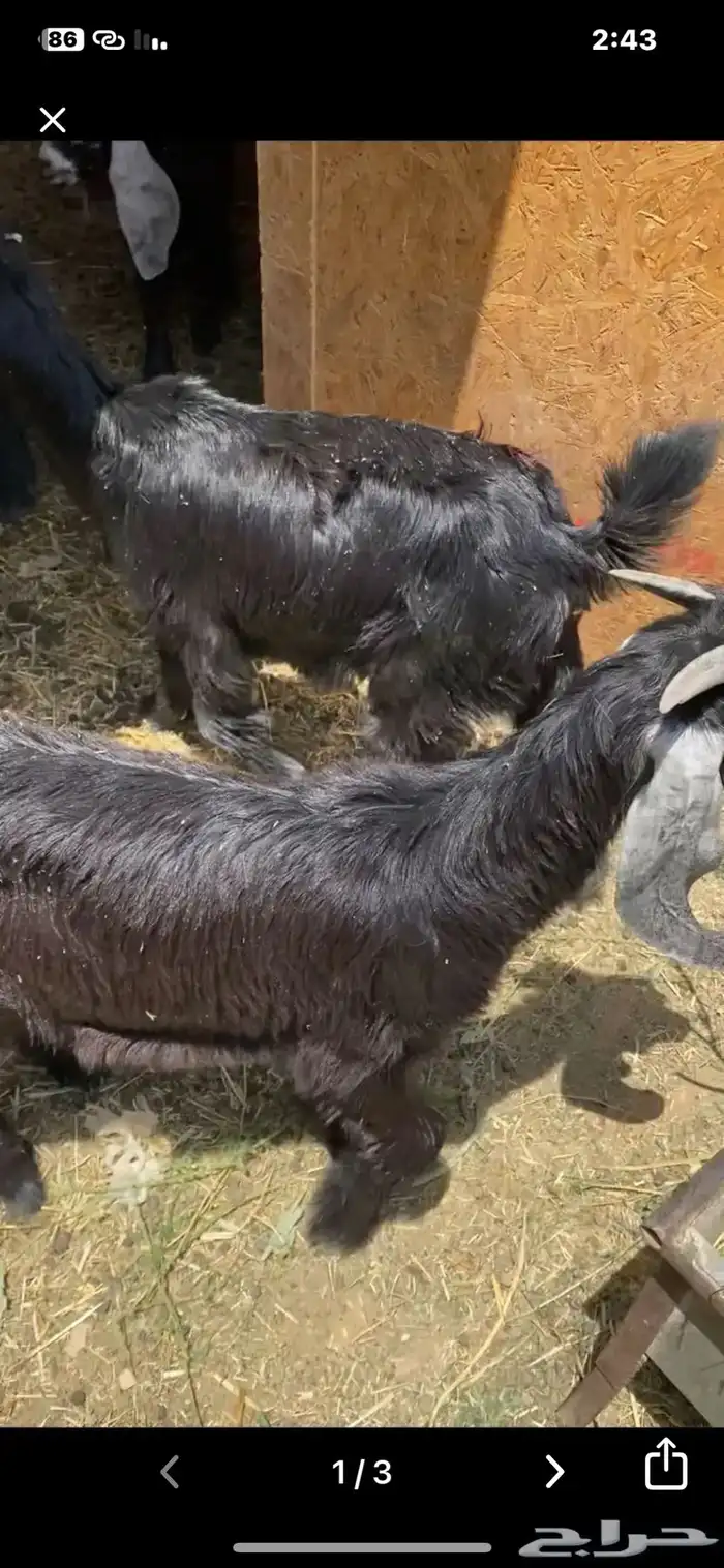 3 جفرات وتيس عوارض 1