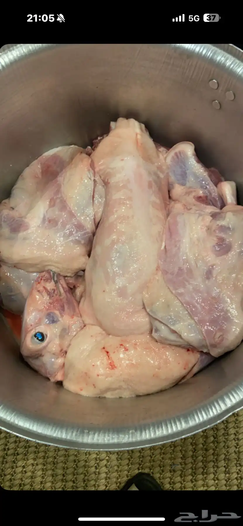 شاب سعودي طبخ ذبائح 0