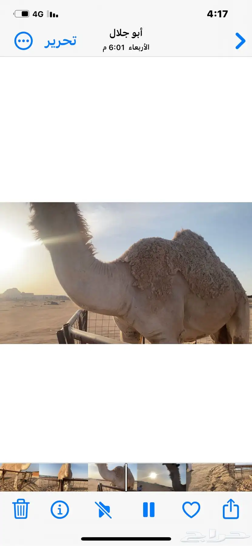 للبيع بكره جذعه طيبه شقحاء سليمه شرط 1
