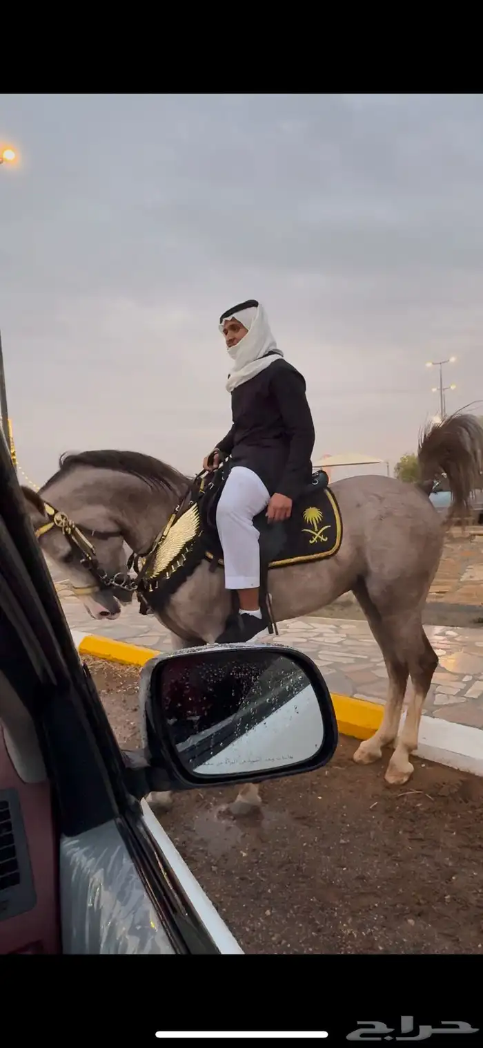 حصان شيخ 4